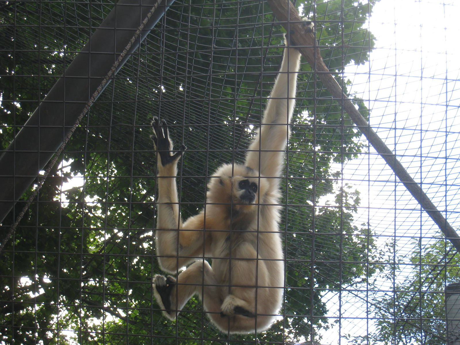 Gibbons Ridge - 2010