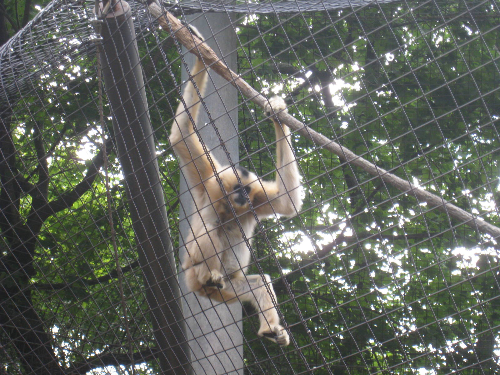 Gibbons Ridge - 2010