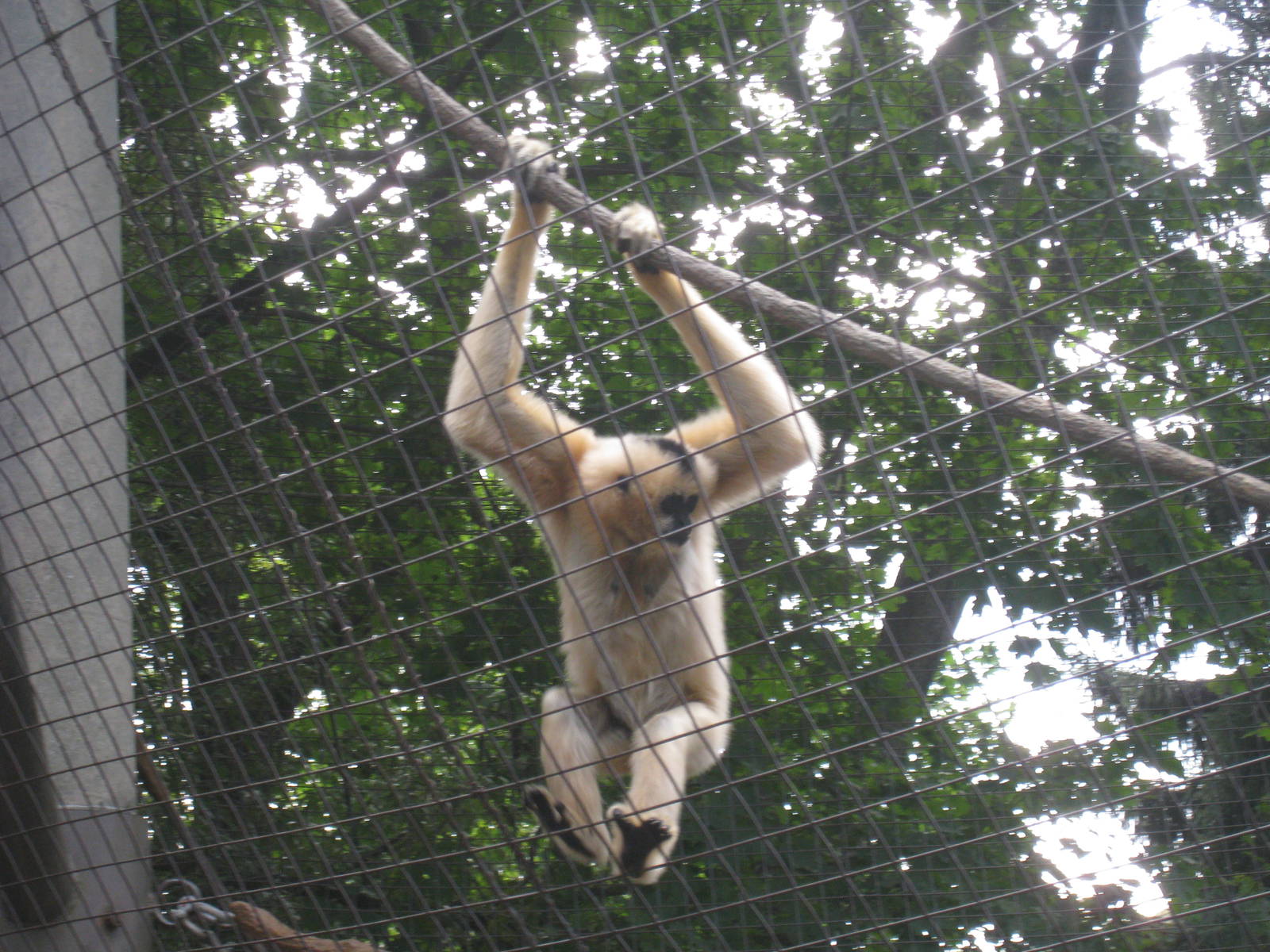 Gibbons Ridge - 2010