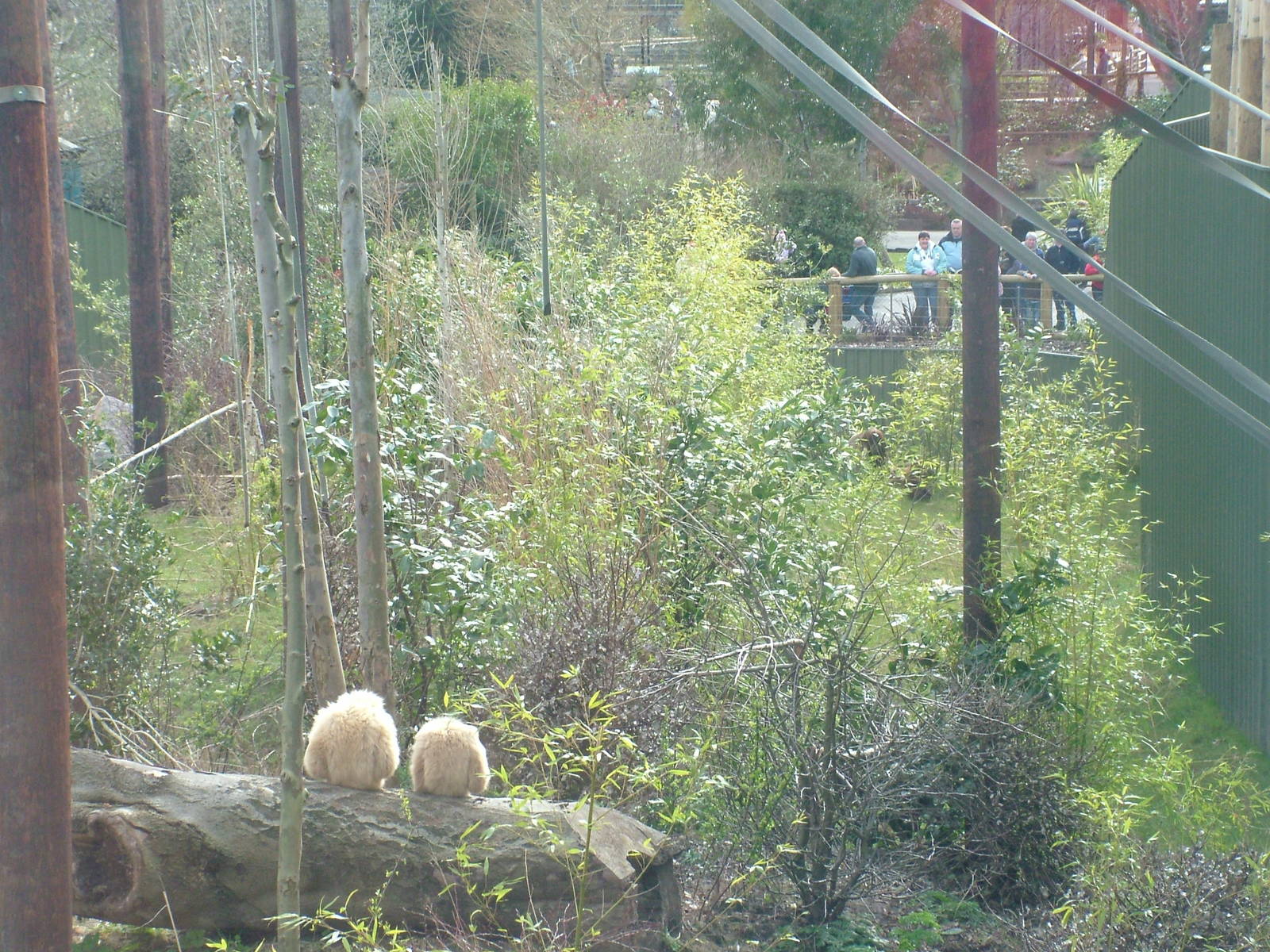 Gibbons watching visitors at Chester Zoo 2008