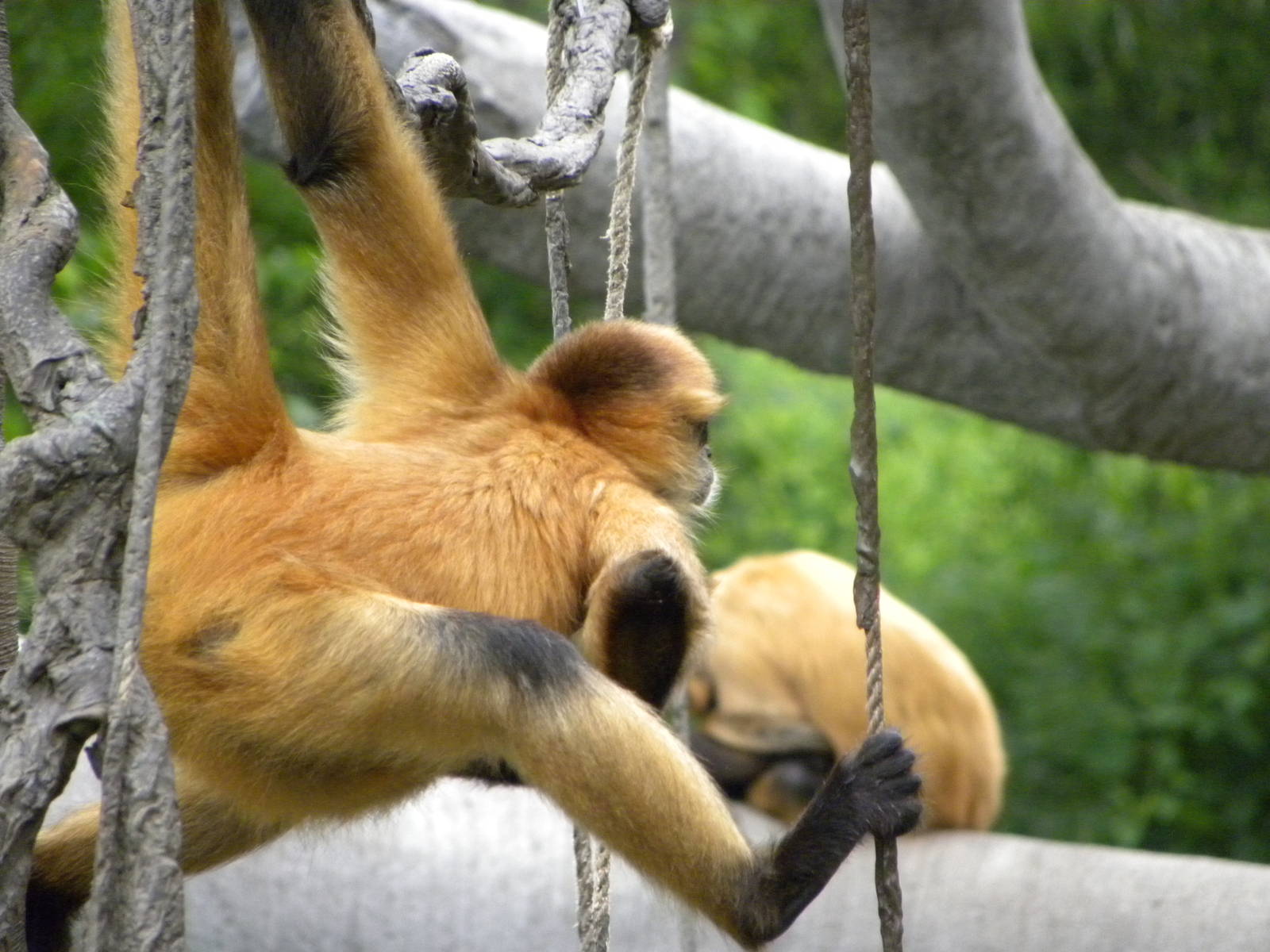 gibbons