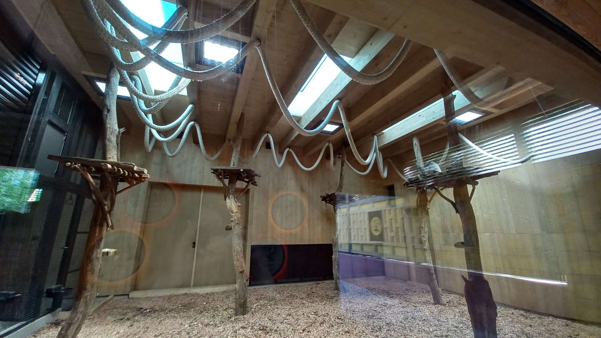 Gibonika - silvery gibbon exhibit