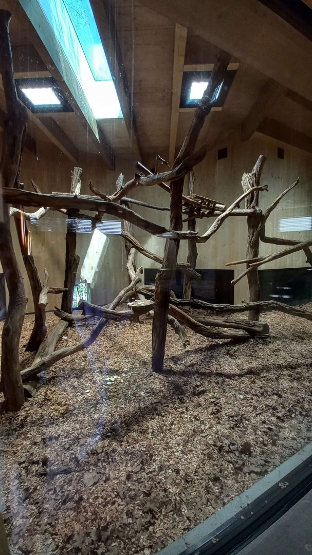 Gibonika - silvery gibbon exhibit