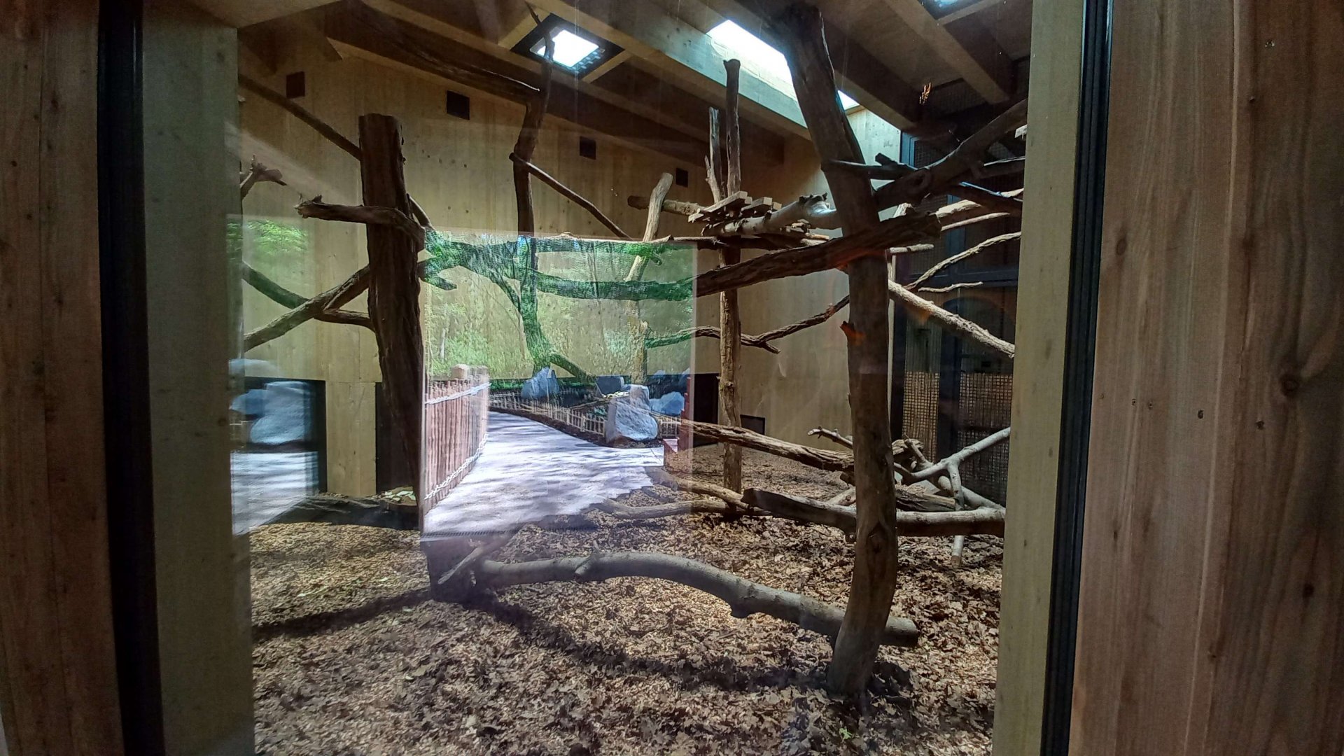 Gibonika - silvery gibbon exhibit
