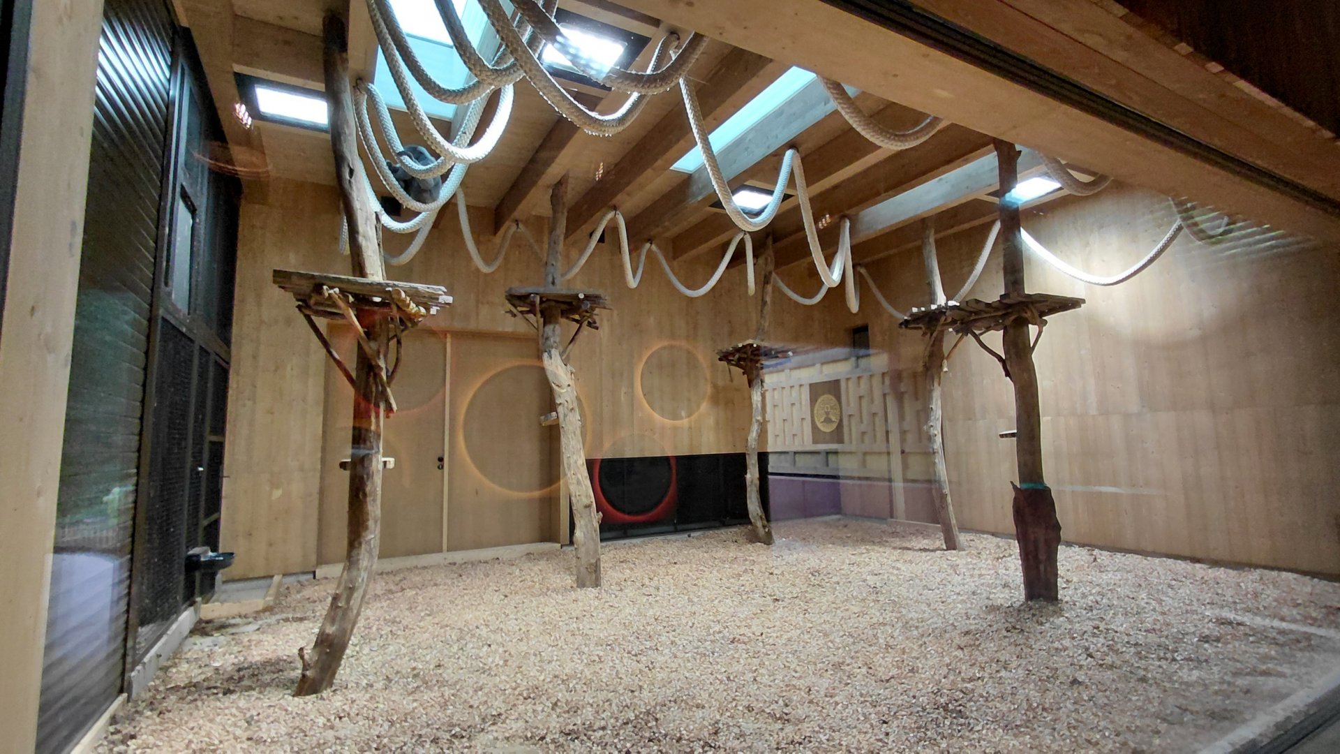 Gibonika - silvery gibbon indoor exhibit