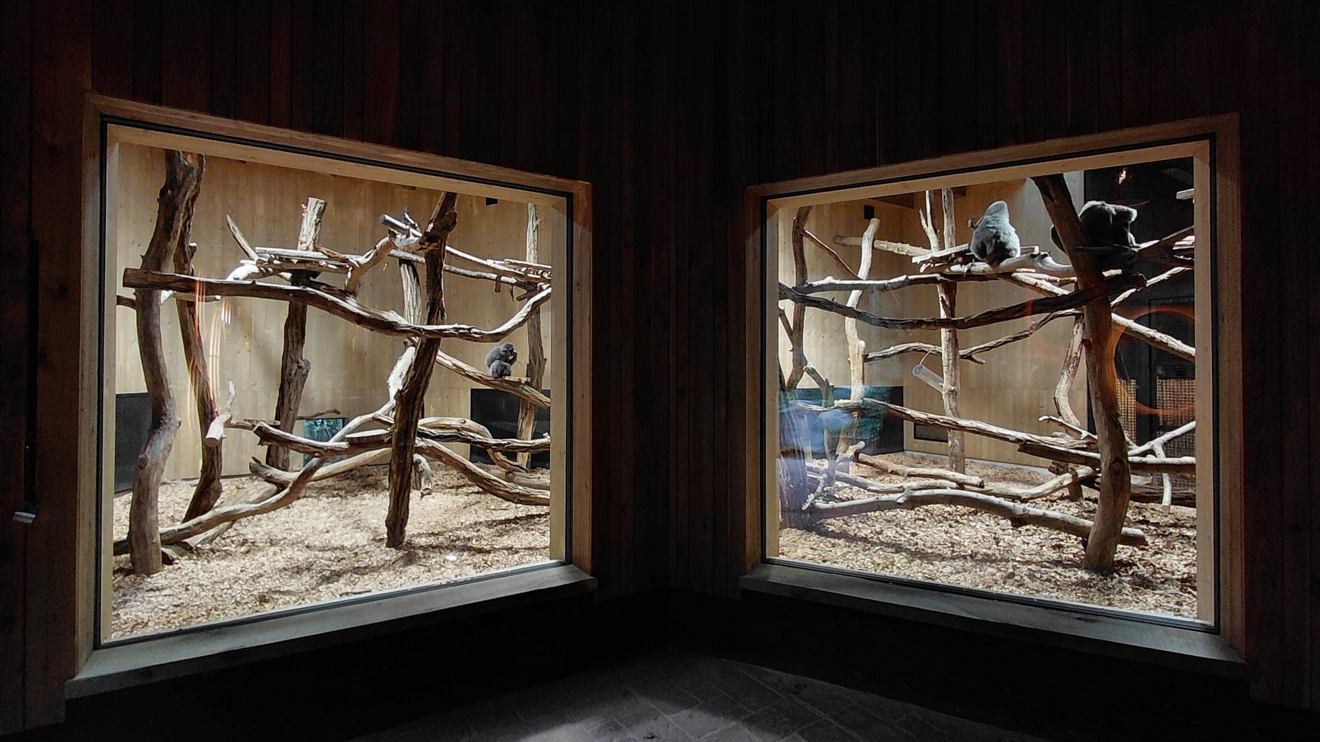 Gibonika - silvery gibbon indoor exhibit