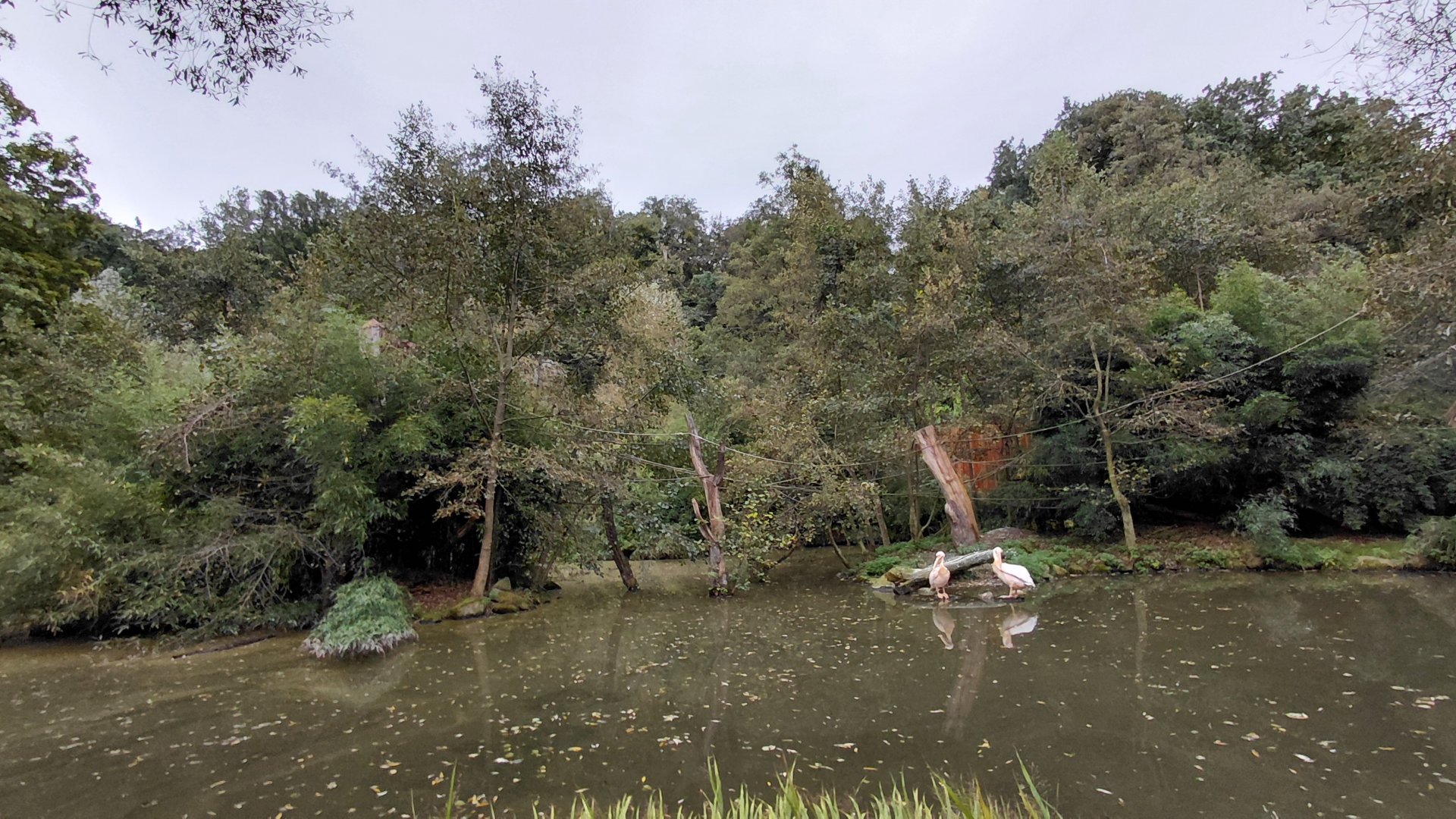 Gibonika - silvery gibbon islands