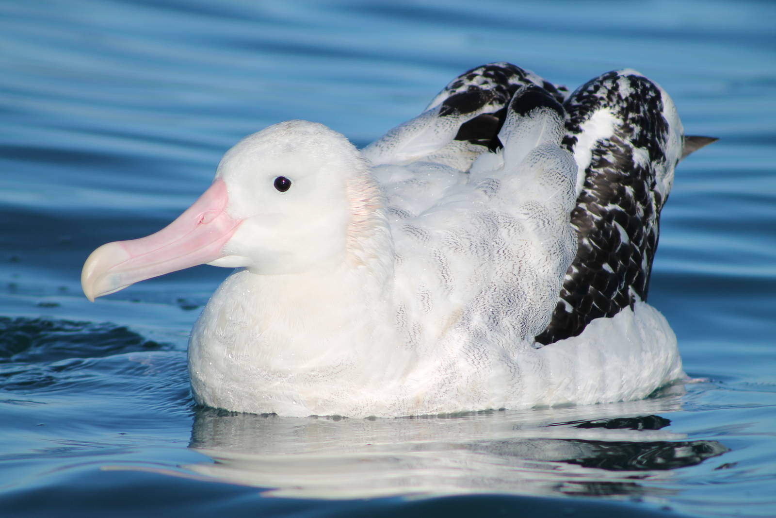 Gibson's albatross (Diomedea gibsoni)