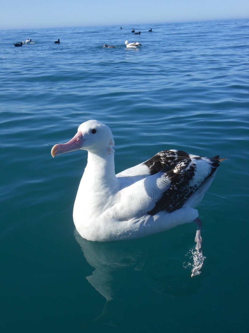Gibson's albatross (Diomedea gibsoni)