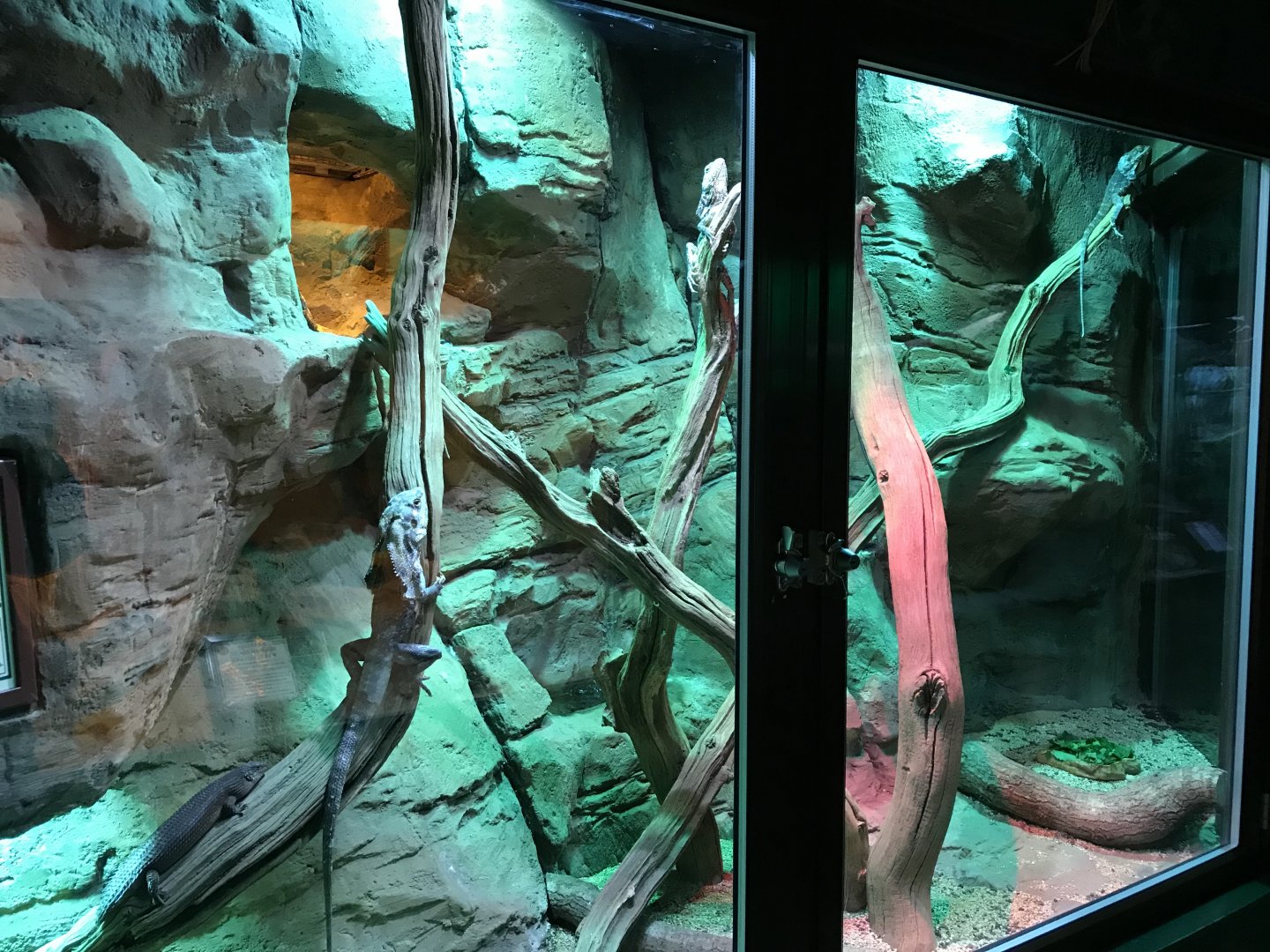 Gidgee skink and Frilled lizard exhibit 071019