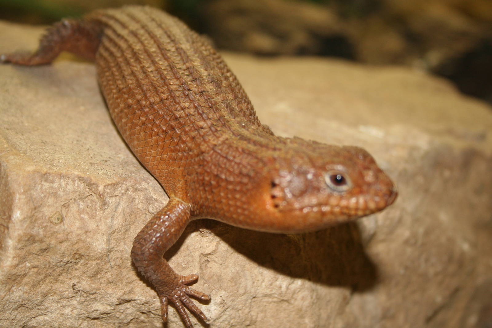 Gidgee skink - Berlin tierpark 08