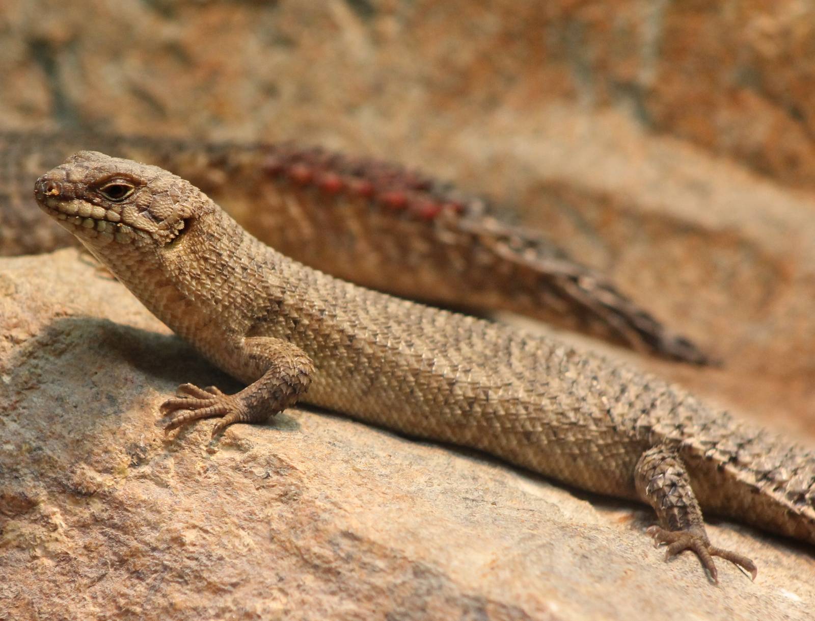 Gidgee skink Egernia stokesi