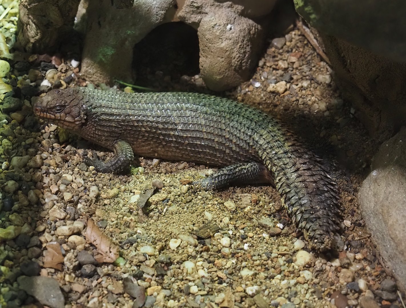 Gidgee skink (Egernia stokesii), 2024-06-08