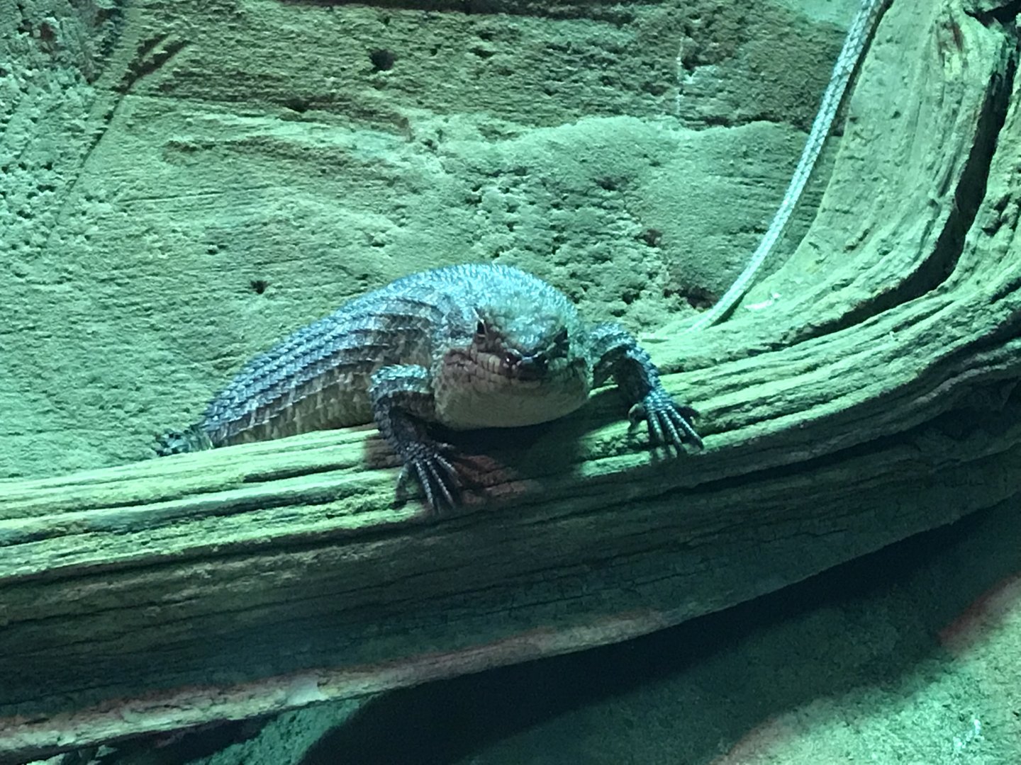 Gidgee skink (Egernia stokesii) 250318