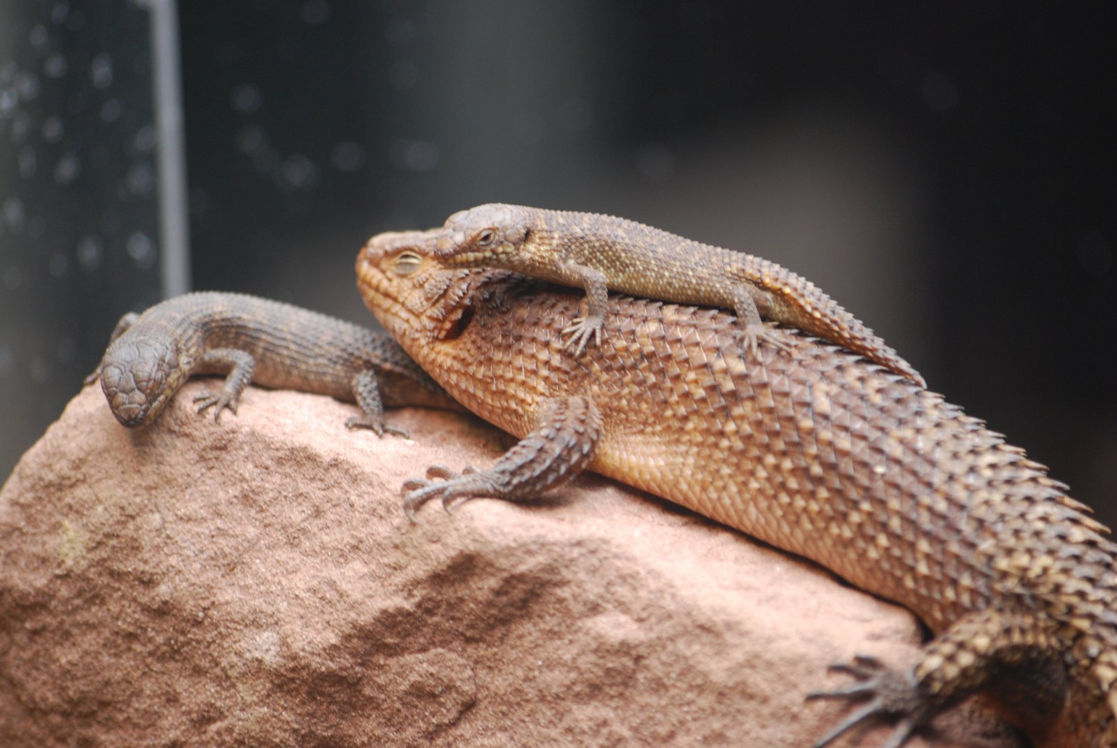 Gidgee skink family