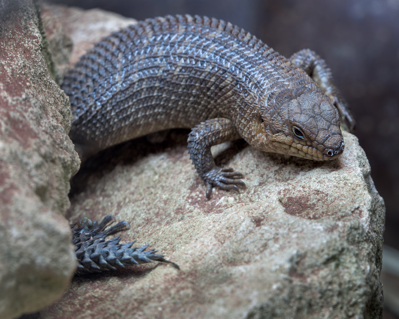 Gidgee Skink / Hamerton / 11-4-23