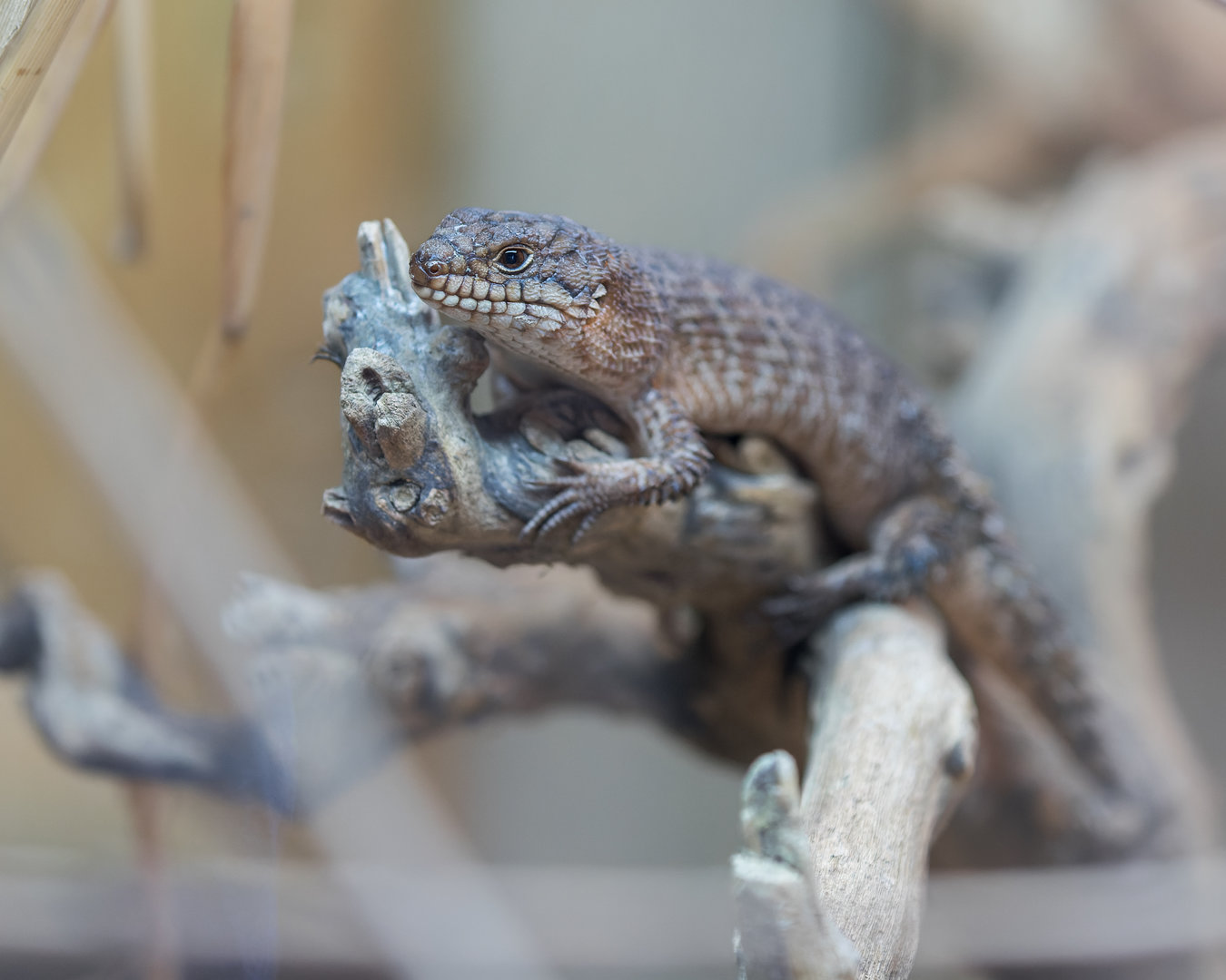 Gidgee Skink / Hamerton / 13-9-23
