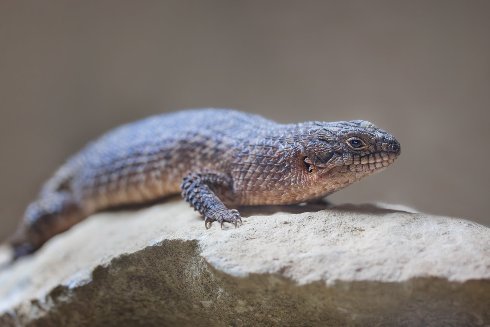 Gidgee Skink / Hamerton / 7-11-24