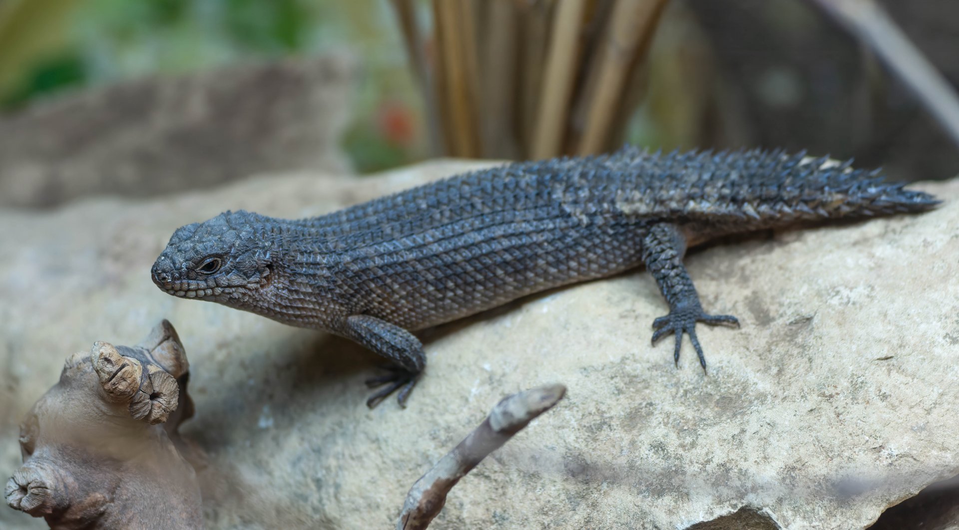 Gidgee skink, Hamerton, UK
