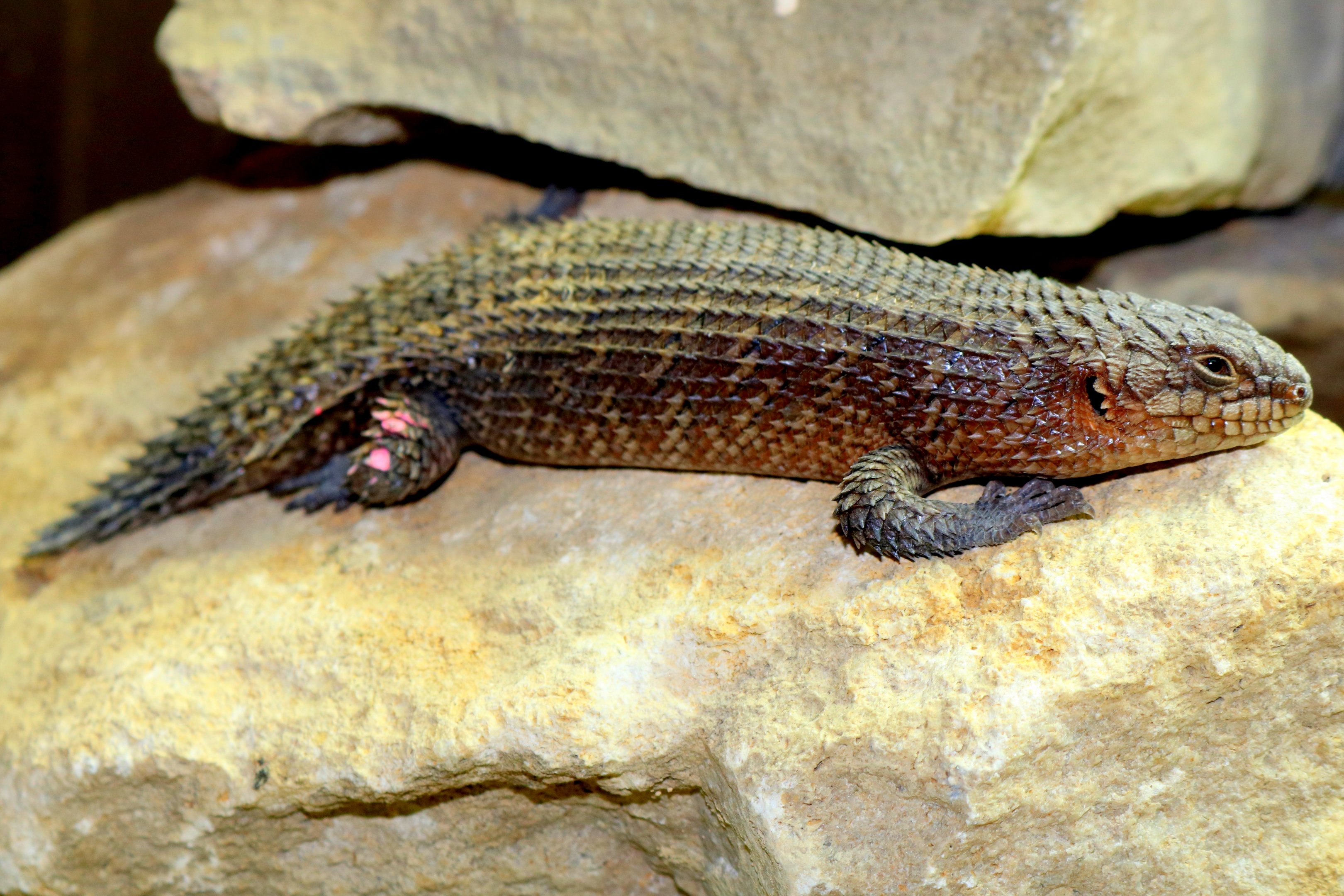 Gidgee skink; London Zoo; 24th February 2018