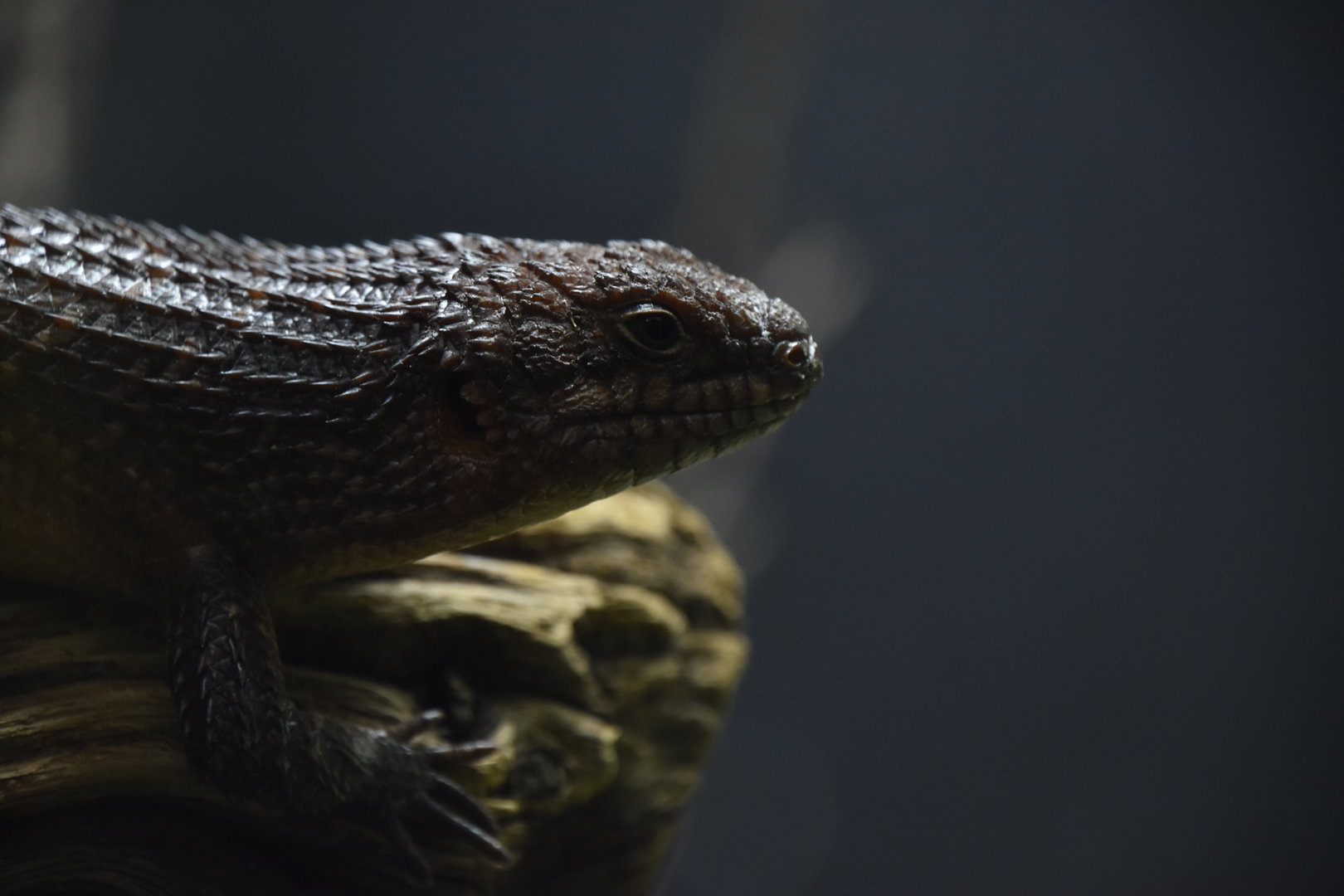 Gidgee skink portrait
