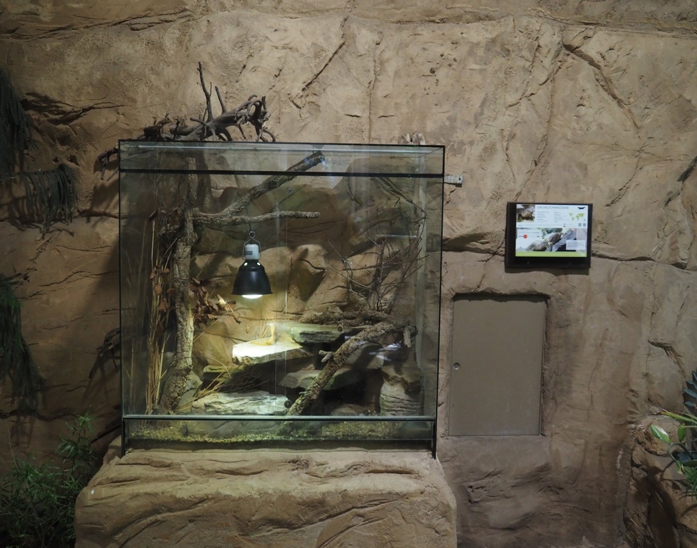 Gidgee skink terrarium, 2024-06-08