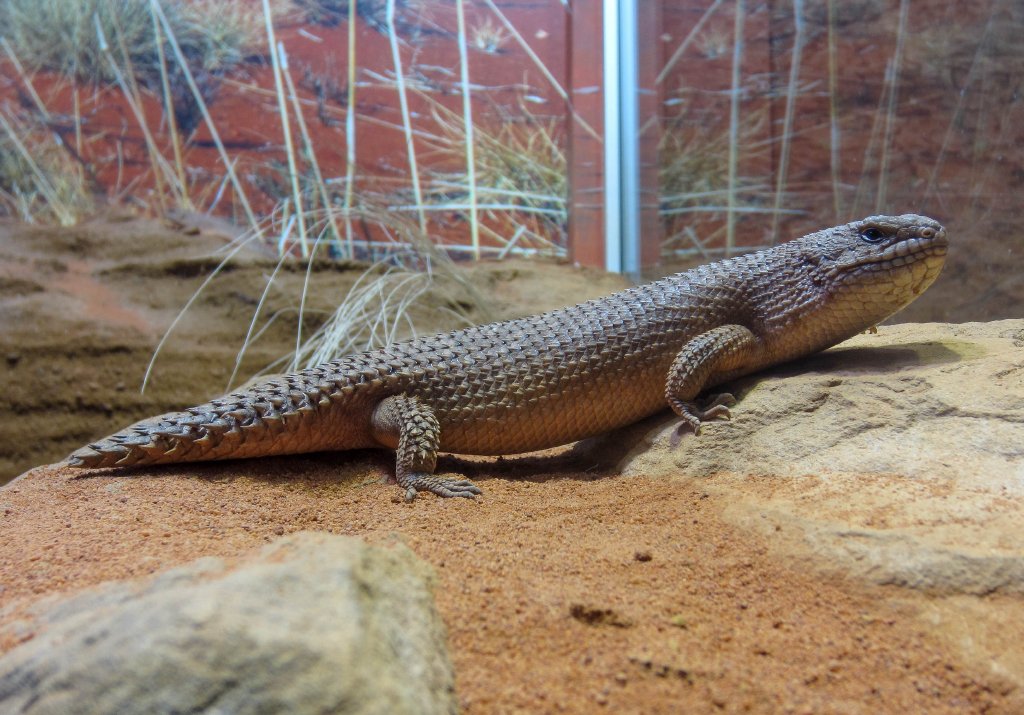 Gidgee Skink