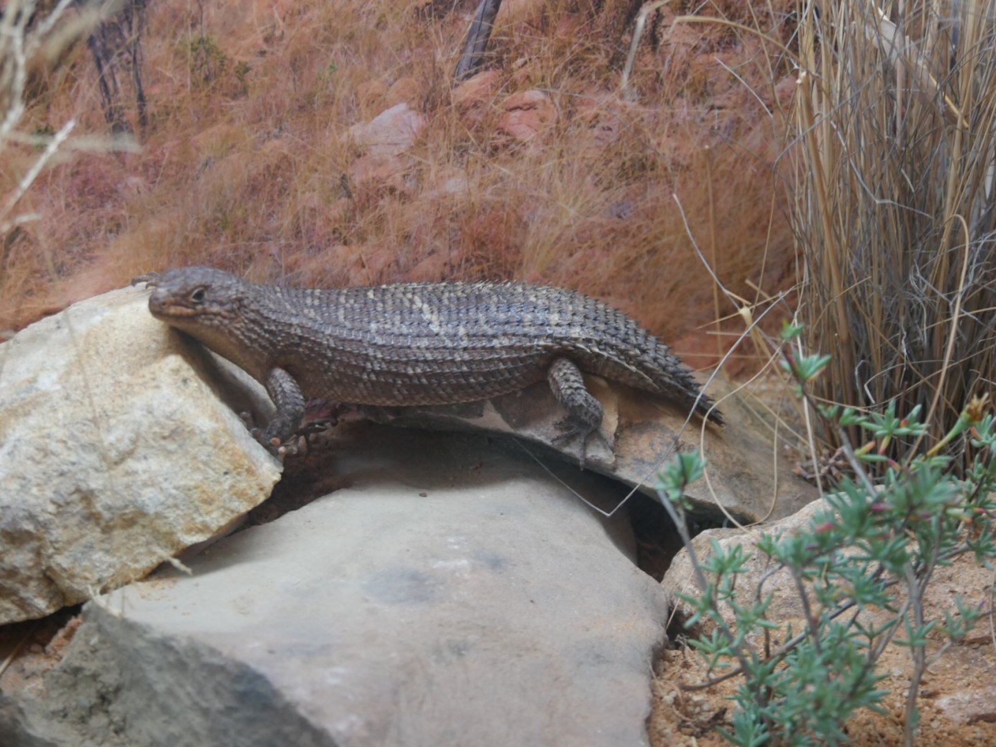 Gidgee Skink