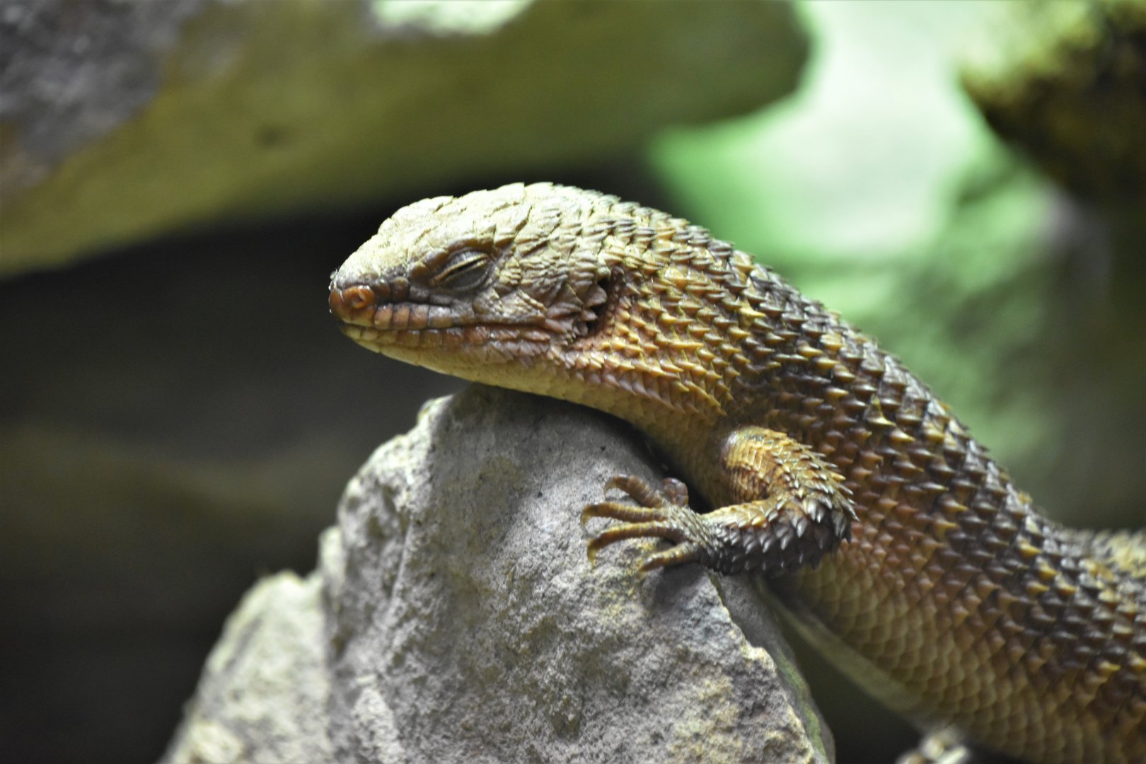 Gidgee skink