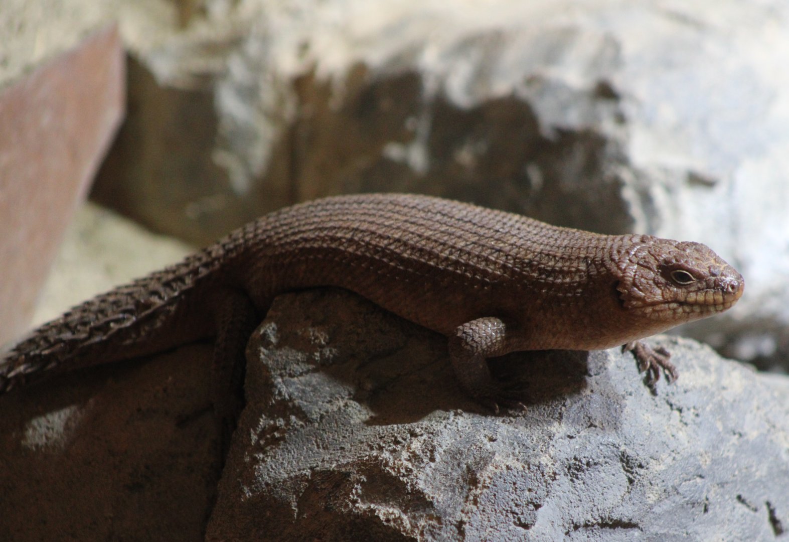 Gidgee skink