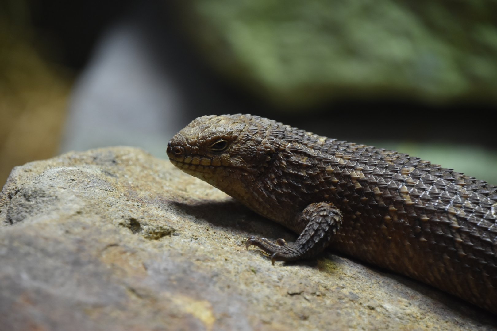 Gidgee skink