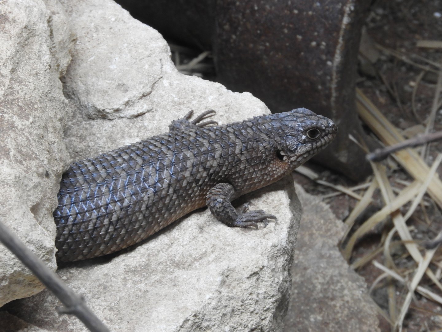 Gidgee skink