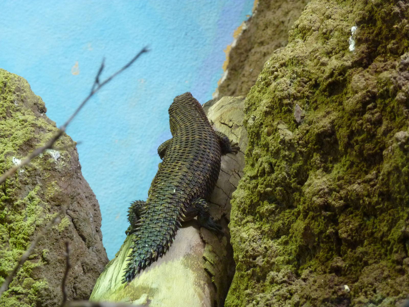 Gidgee skink