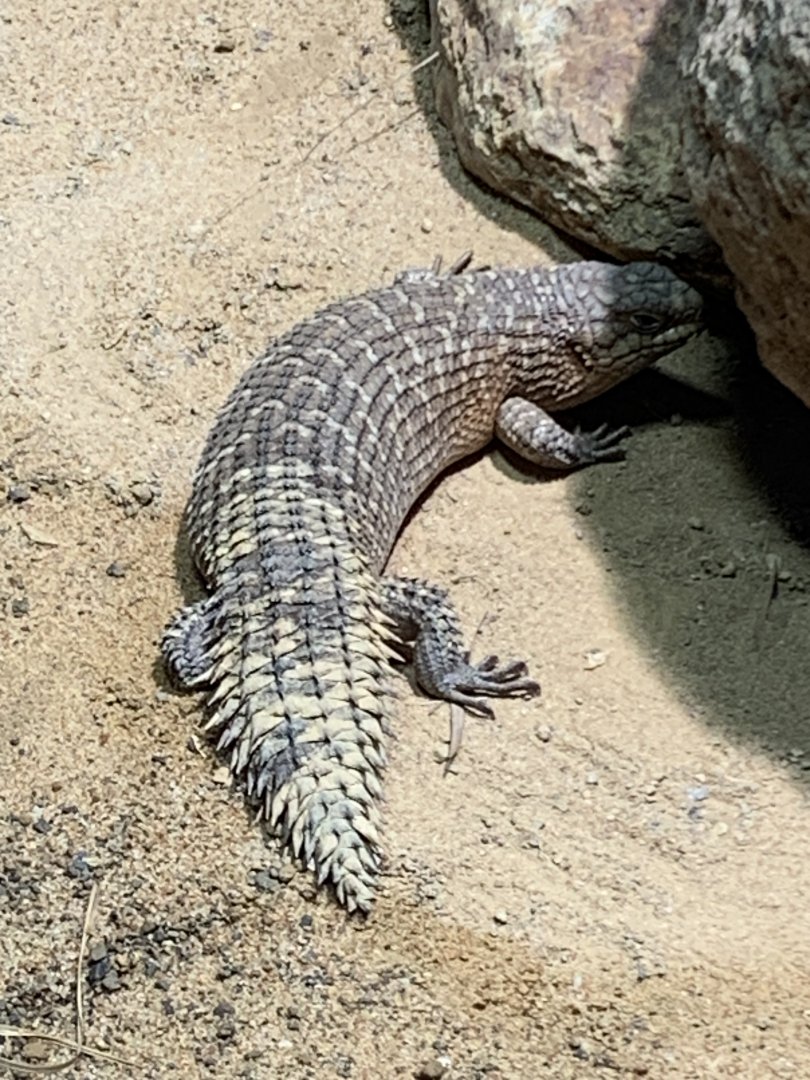 Gidgee skink