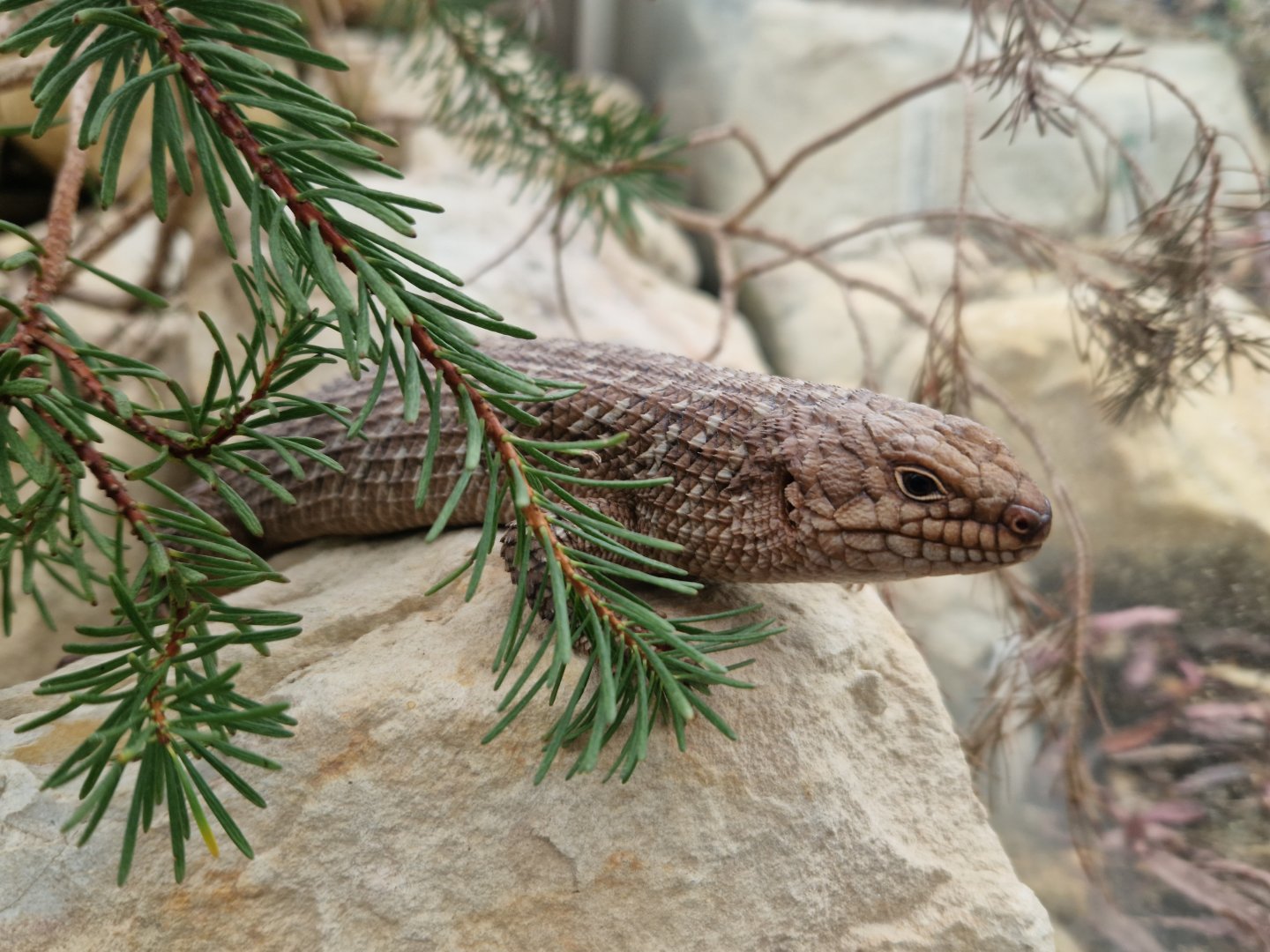 Gidgee skink