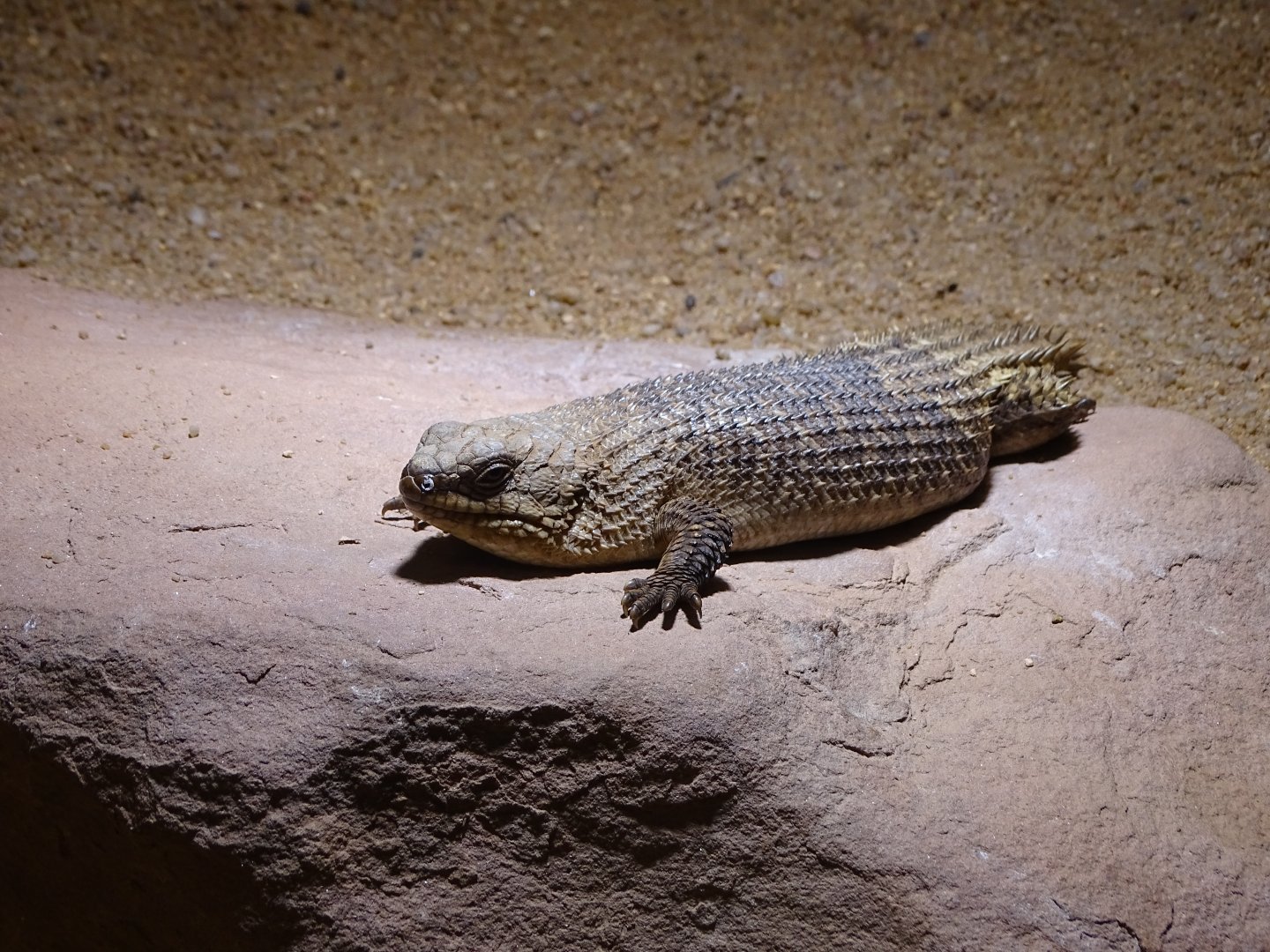 Gidgee skink