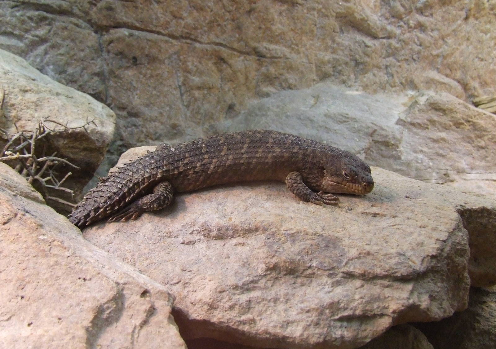 Gidgee Skink