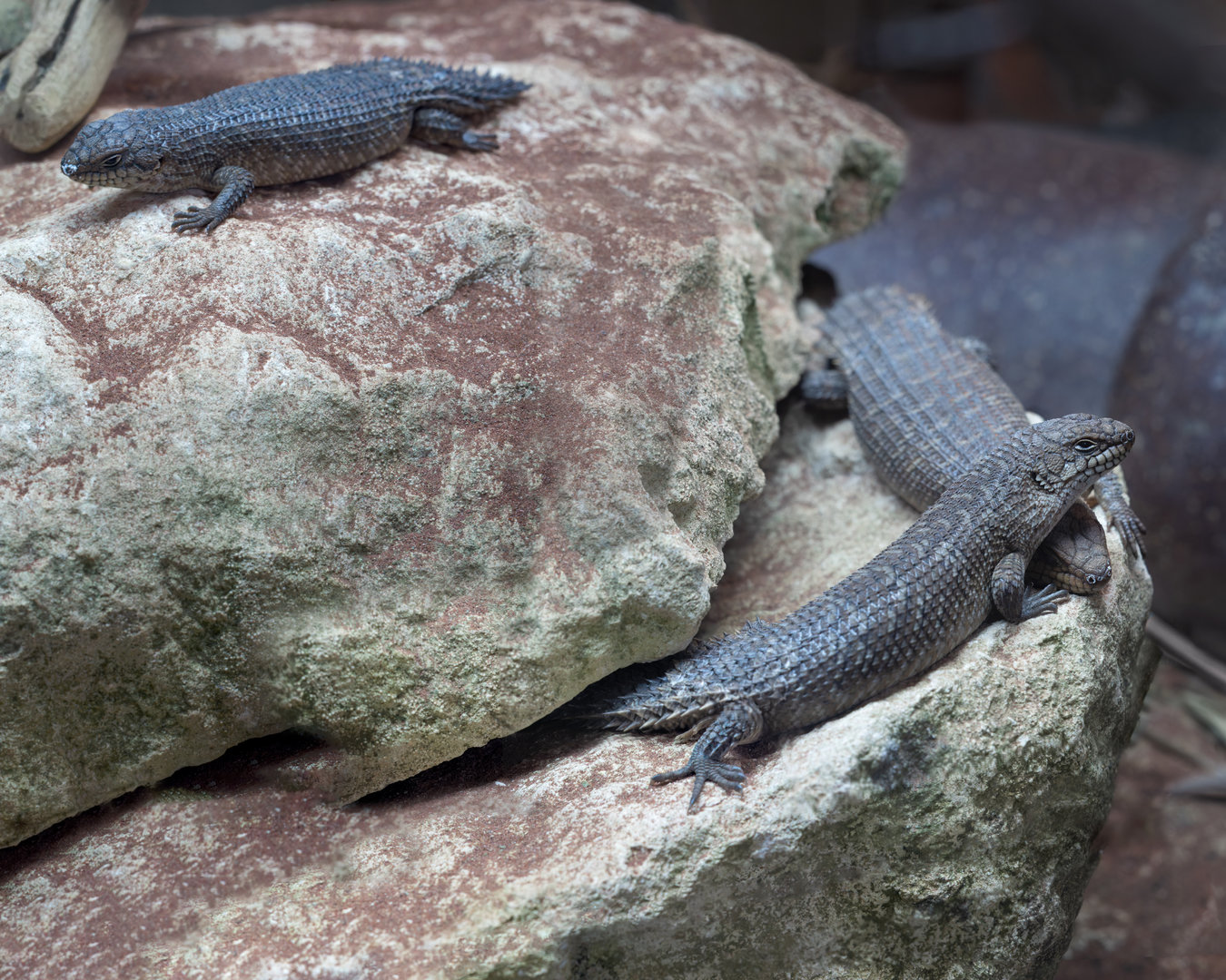 Gidgee Skinks / Hamerton / 11-4-23