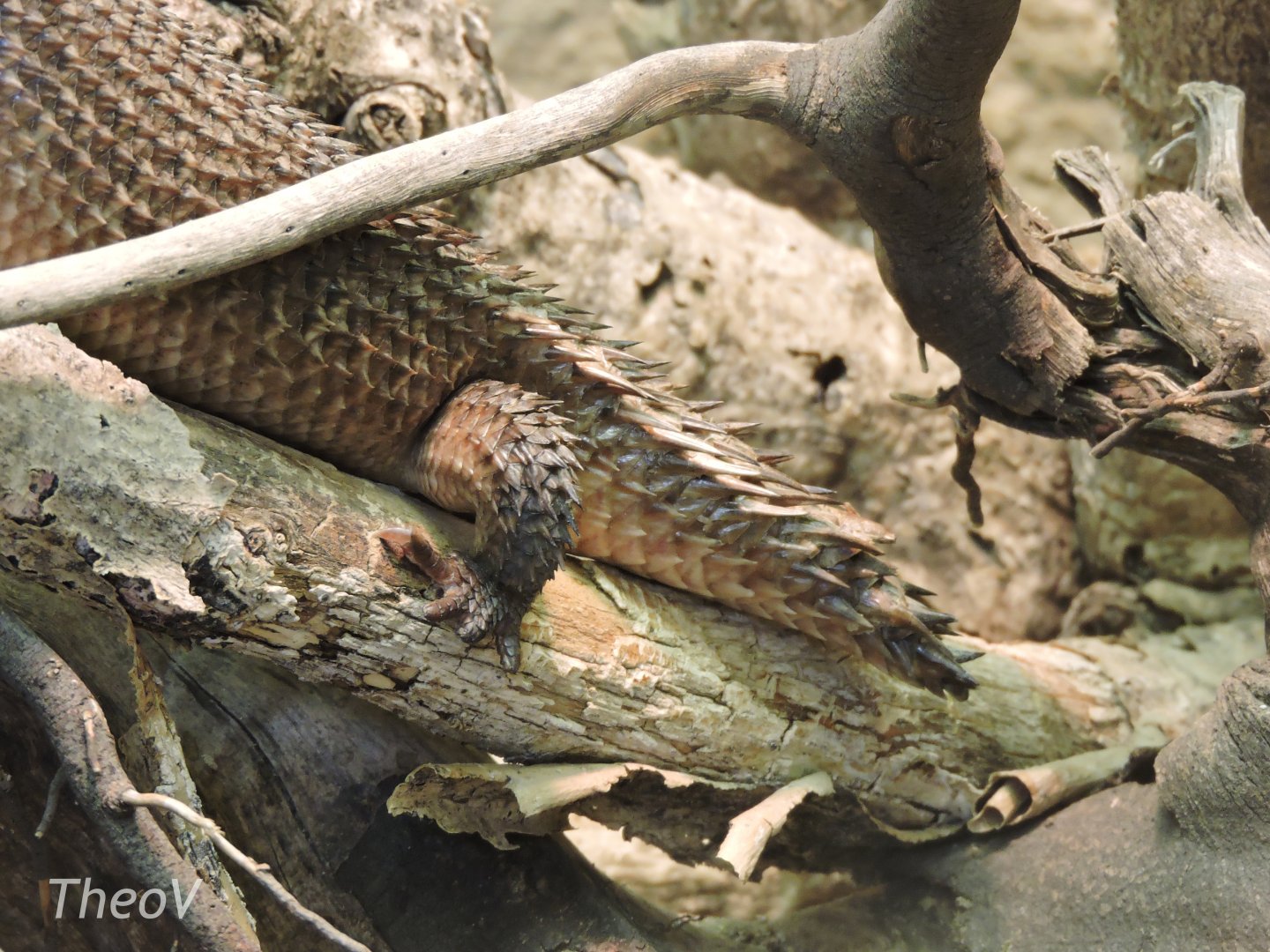 Gidgee skink's tail [2017]