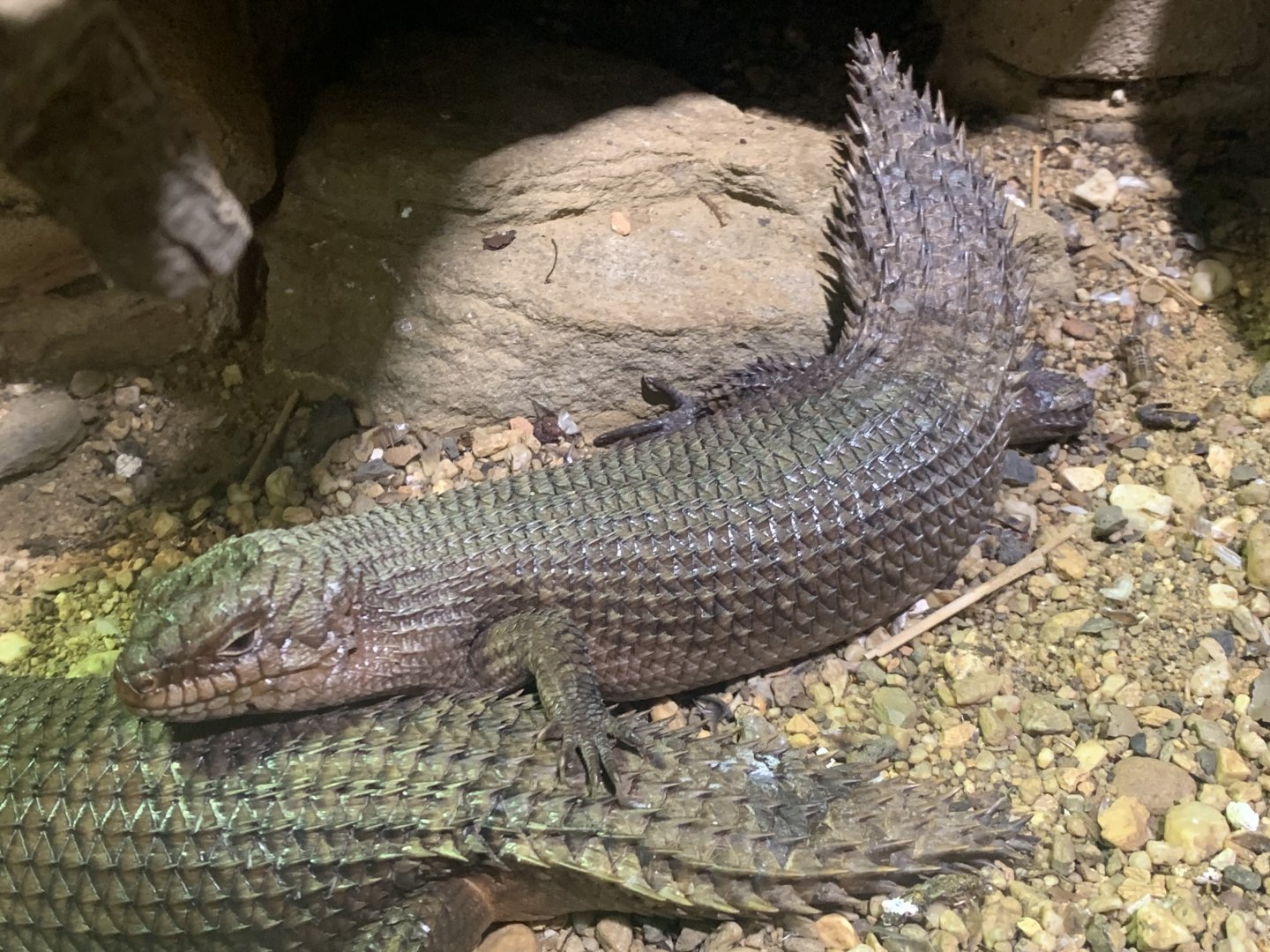 Gidgee skinks