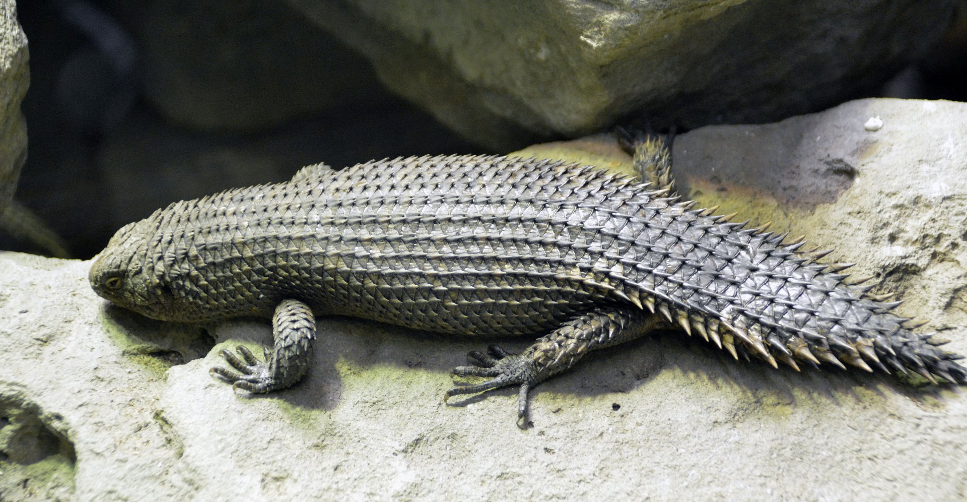 Gidgee Spiny Tailed Lizard London zoo 25 07 2020