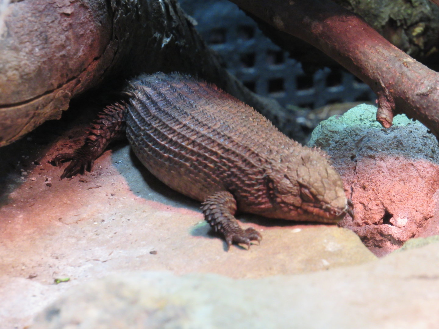 Gidgee Spiny-Tailed Lizard
