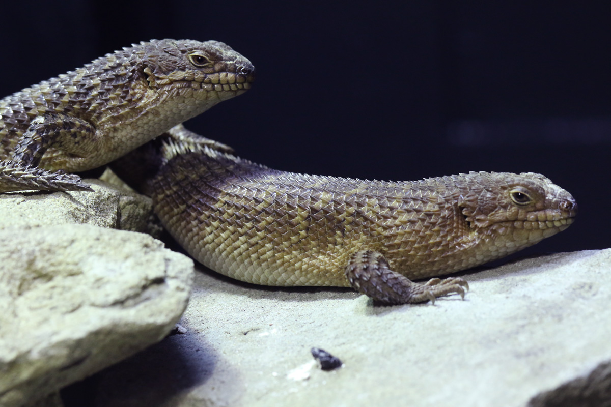 Gidgee Spiny-tailed Skink at ZSL London Zoo 2/11/18