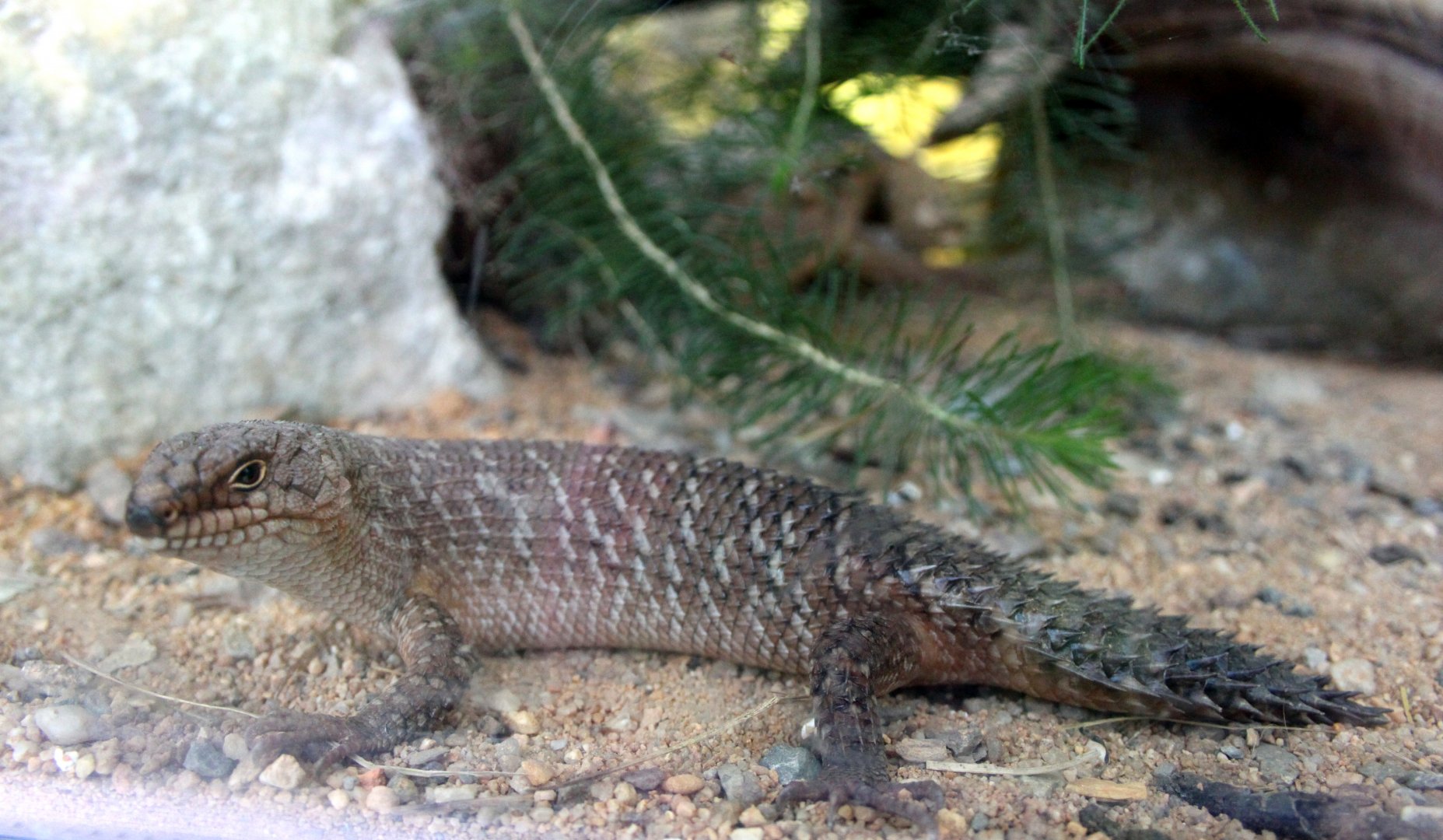 Gidgee spiny-tailed skink (Egernia stokesii)