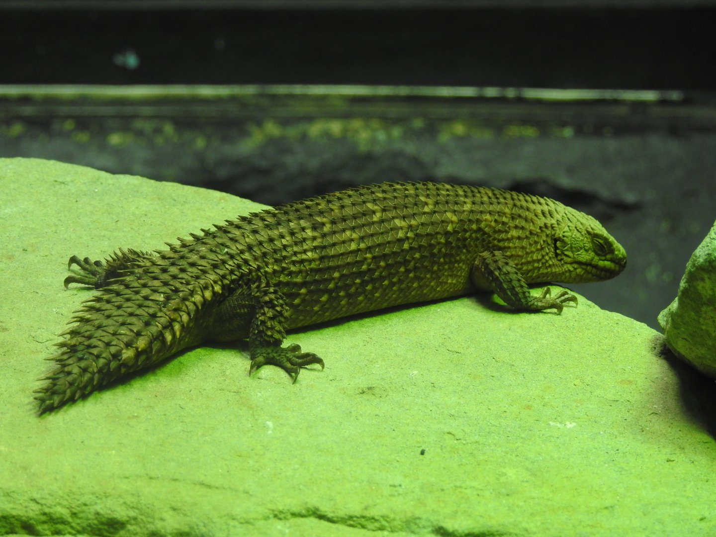 Gidgee Spiny-Tailed Skink (Egernia stokesii)