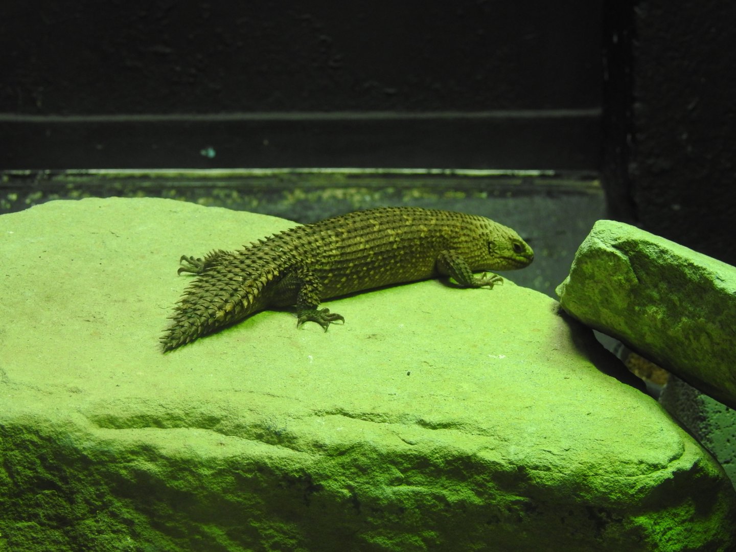 Gidgee Spiny-Tailed Skink (Egernia stokesii)