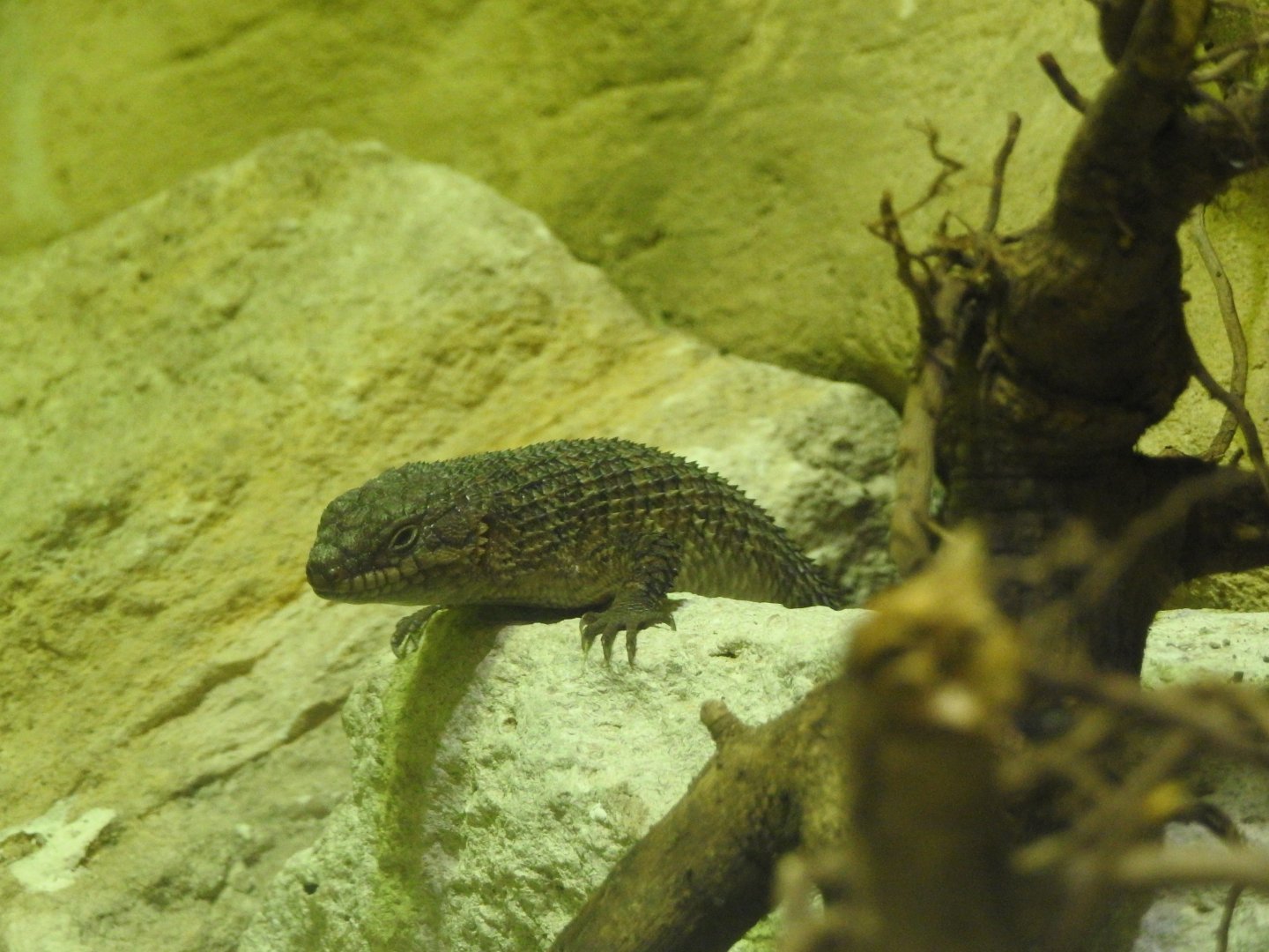 Gidgee Spiny-Tailed Skink (Egernia stokesii)