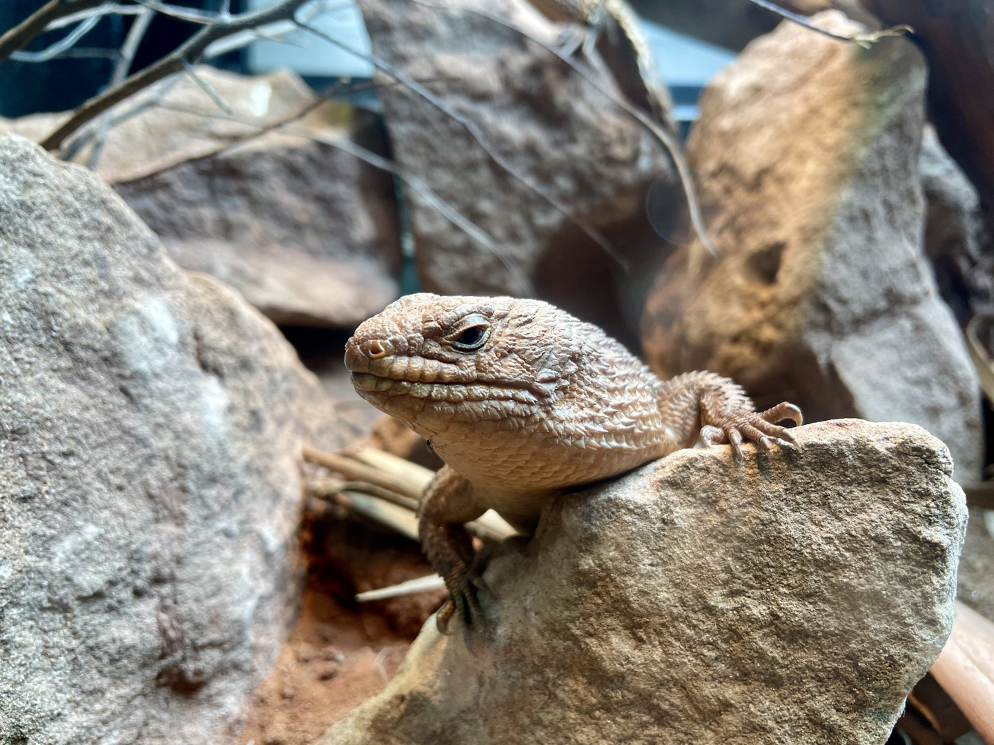 Gidgee spiny-tailed Skink, Egernia stokesii