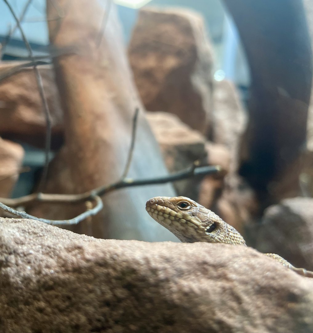Gidgee spiny-tailed Skink Hatchling, Egernia stokesii