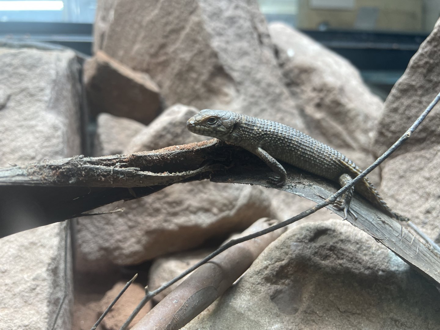 Gidgee spiny-tailed Skink Hatchling, Egernia stokesii